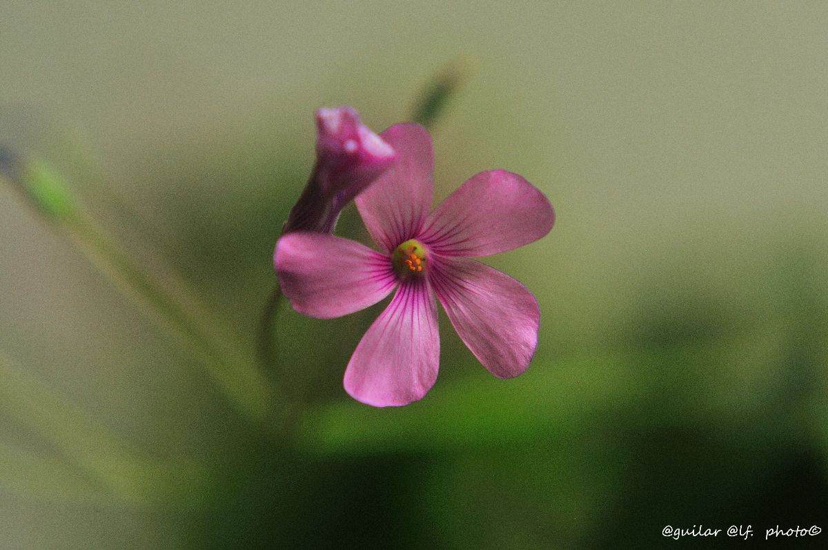 Little flower.